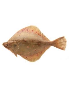 PLAICE (SOLE) FISH - KG