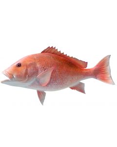 ROTBARSH / RED SNAPER FISH - KG