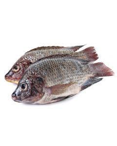 WHOLE GUTTED & SCALED FROZEN TILAPIA MUSHT - 300/400GR 